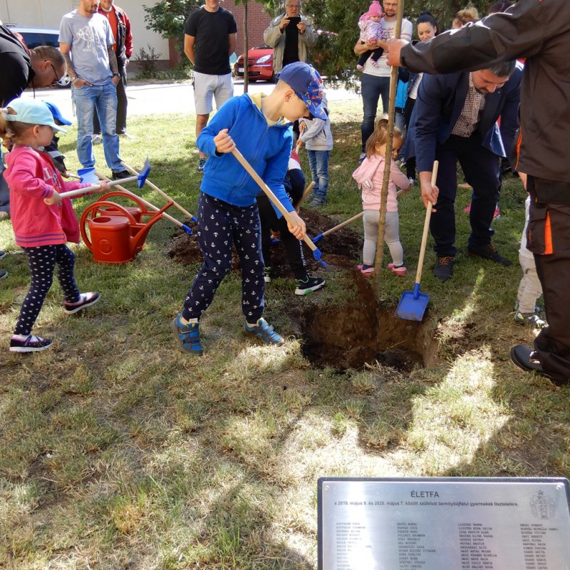 Életfa ültetés a város napján 30